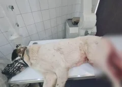 Κτηνωδία στην Πάτρα: Πυροβόλησε εξ επαφής αδέσποτο σκύλο