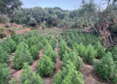 Ξηλώθηκε φυτεία κάνναβης με 1.532 δενδρύλλια στην Μεσσηνία, πάνω από 1,5 εκατ. ευρώ τα κέρδη